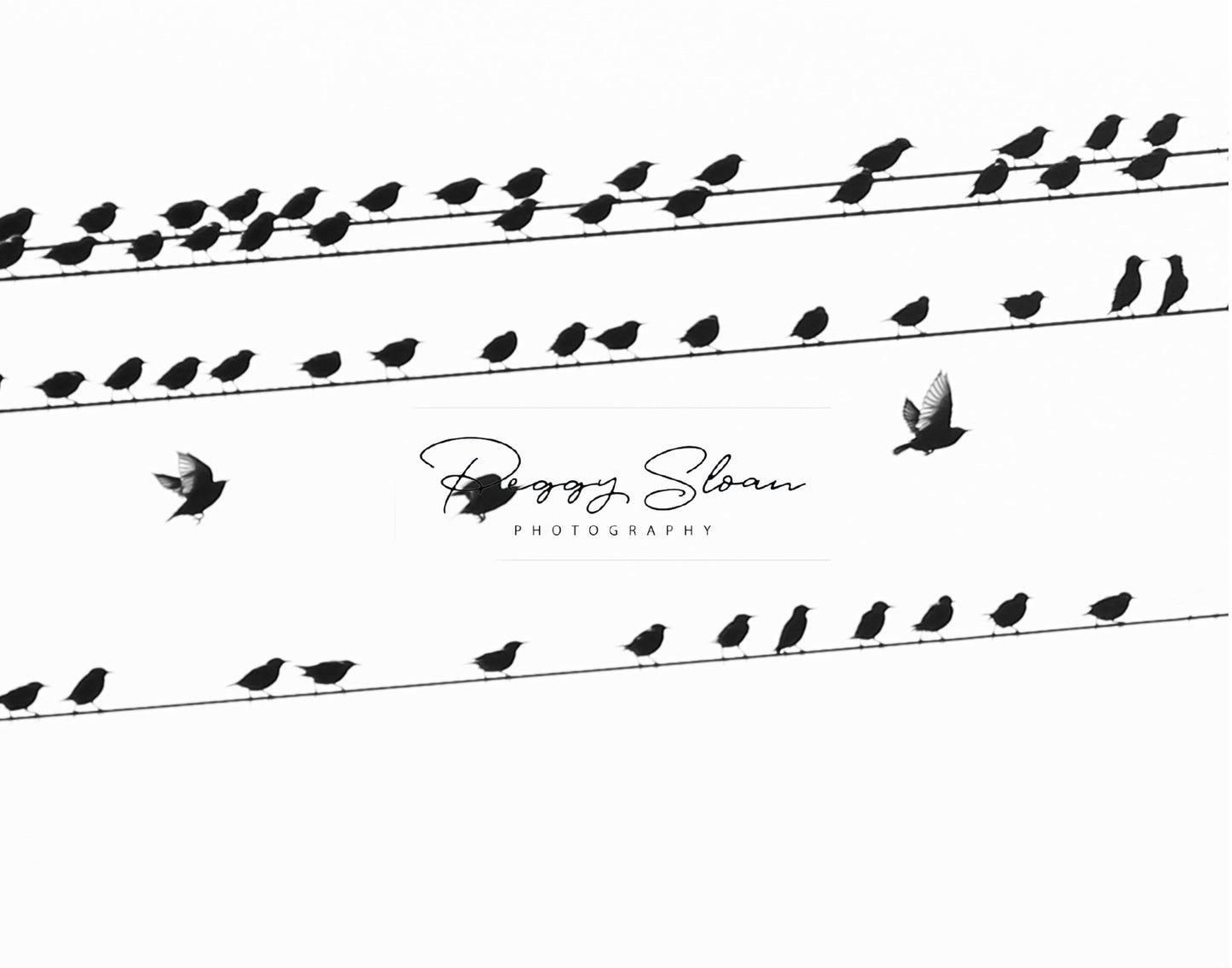 16. Birds On A Wire, Peggy Sloan